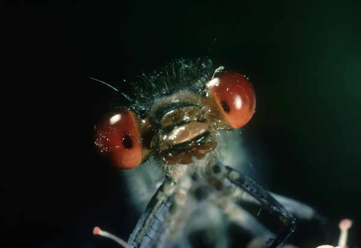 The Ultimate Guide to Banishing Fruit Flies: Prevention, Control, and Why They Love Your Kitchen